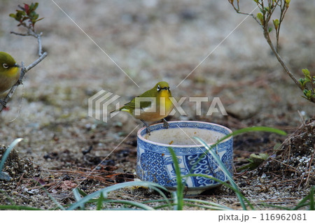 庭に飛んで来た鳥 メジロ、 庭に飛んで来た鳥 メジロ、 116962081