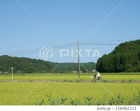 田舎の田園風景とおじいちゃん 116962211