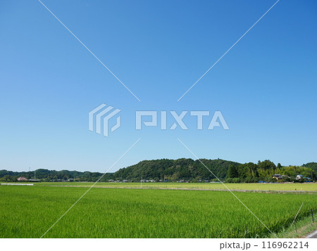 田舎の田園風景 千葉県いすみ市 116962214