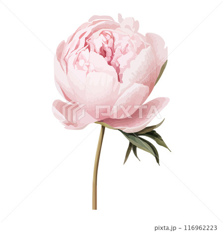 White-pink peony with gold Watercolor vector. Botanical flower on an isolated white background 116962223