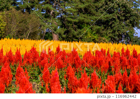 みはらしの丘に咲き乱れる セロシア(ケイトウ属)とケイトウの花 風景「くじゅう花公園」大分県竹田市 みはらしの丘に咲き乱れる セロシア(ケイトウ属)とケイトウの花 風景「くじゅう花公園」大分県竹田市 116962442