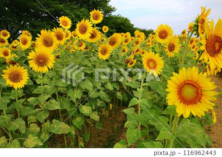 真夏の太陽に向かって咲き誇る… ひまわり広場の向日葵 116962443