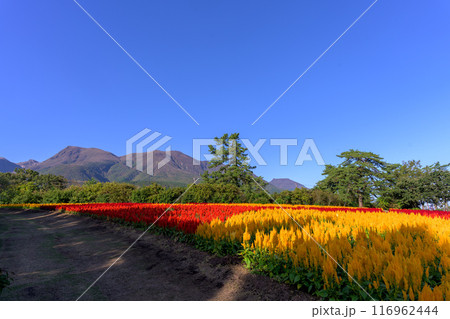 みはらしの丘に咲き乱れる　セロシア(ケイトウ属)とケイトウの花　風景「くじゅう花公園」大分県竹田市 116962444
