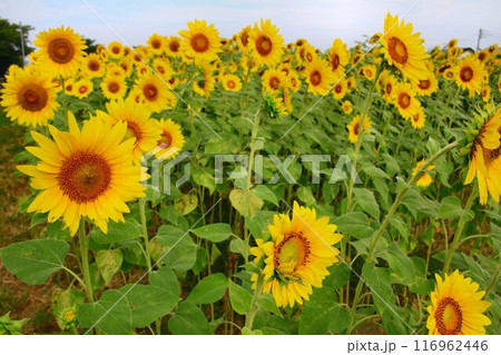 真夏の太陽に向かって咲き誇る… ひまわり広場の向日葵 116962446