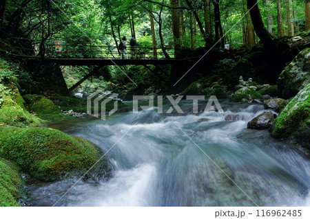 苔生した渓谷の夏の情景 苔生した渓谷の夏の情景 116962485