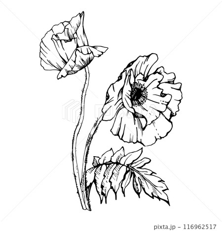 Hand drawn vector graphic botanical illustration flowers leaves. Red poppy papaver, stems buds seedpods. Field bouquet isolated on white background. Design wedding, cards, remembrance day stationery Hand drawn vector graphic botanical illustration flowers leaves. Red poppy papaver, stems buds seedpods. Field bouquet isolated on white background. Design wedding, cards, remembrance day stationery 116962517