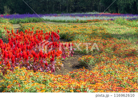 秋のお花寄せ植え畑に咲き乱れるケイトウの花とヒャクニチソウの花「くじゅう花公園」大分県竹田市 秋のお花寄せ植え畑に咲き乱れるケイトウの花とヒャクニチソウの花「くじゅう花公園」大分県竹田市 116962610