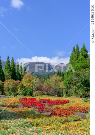 秋のお花寄せ植え畑に咲き乱れるケイトウの花とヒャクニチソウの花「くじゅう花公園」大分県竹田市 116962616