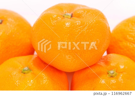 青島みかん　三ヶ日みかん　静岡県産　複数　明るい背景 116962667