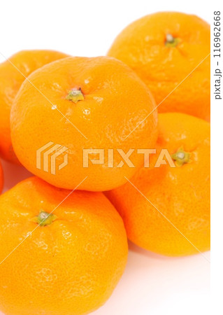 青島みかん 三ヶ日みかん 静岡県産 複数 明るい背景 青島みかん 三ヶ日みかん 静岡県産 複数 明るい背景 116962668