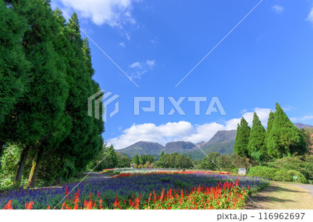 秋のお花寄せ植え畑に咲き乱れるブルーサルビアの花・ラバンジンの花「くじゅう花公園」大分県竹田市 116962697