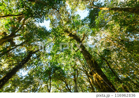 green wood sunlight backgrounds, doi inthanon national park in chaing mai, thailand green wood sunlight backgrounds, doi inthanon national park in chaing mai, thailand 116962836