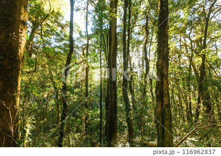 green wood sunlight backgrounds, doi inthanon national park in chaing mai, thailand 116962837