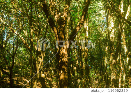 green wood sunlight backgrounds, doi inthanon national park in chaing mai, thailand green wood sunlight backgrounds, doi inthanon national park in chaing mai, thailand 116962839