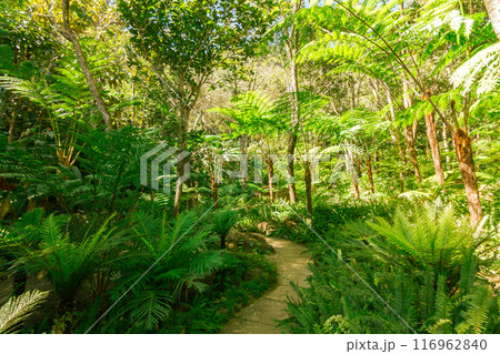 green wood sunlight backgrounds, doi inthanon national park in chaing mai, thailand green wood sunlight backgrounds, doi inthanon national park in chaing mai, thailand 116962840