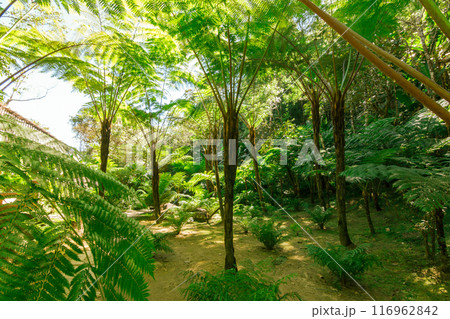 green wood sunlight backgrounds, doi inthanon national park in chaing mai, thailand green wood sunlight backgrounds, doi inthanon national park in chaing mai, thailand 116962842