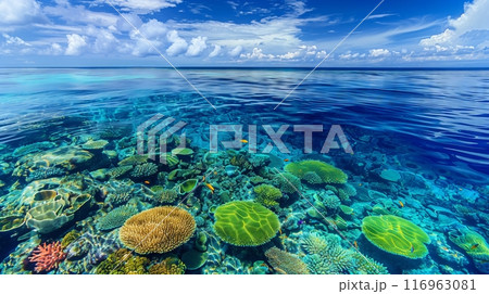A scenic overlook reveals a vibrant coral reef teeming with colorful marine life in crystal-clear waters. 116963081