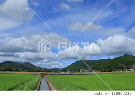 夏空と田んぼ　田んぼのある風景　夏の田んぼと夏雲 116963239