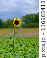 夏の花ヒマワリ 116963413