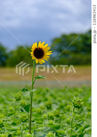 夏の花ヒマワリ 116963413
