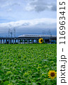 ひまわり畑を行く新幹線 116963415