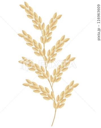 Spikelet of rice plant isolated on white background. 116963609