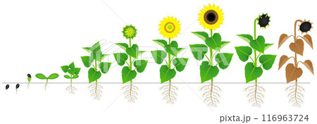 Cycle of growth of sunflower plant isolated on white background. Cycle of growth of sunflower plant isolated on white background. 116963724