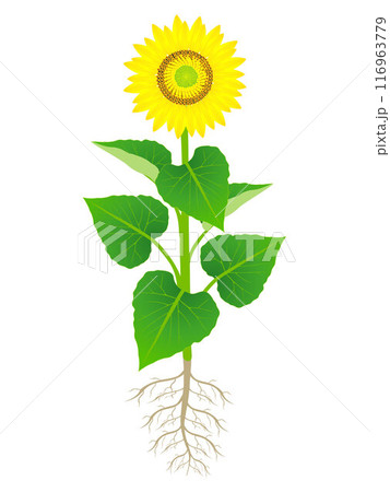 Sunflower plant with roots isolated on white background. 116963779