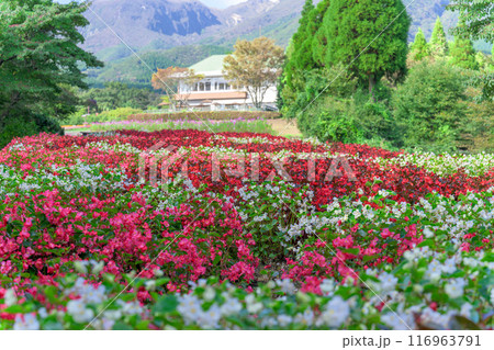 くじゅう連山を背景に映えるシロバナベゴニアの花「くじゅう花公園」大分県竹田市 くじゅう連山を背景に映えるシロバナベゴニアの花「くじゅう花公園」大分県竹田市 116963791