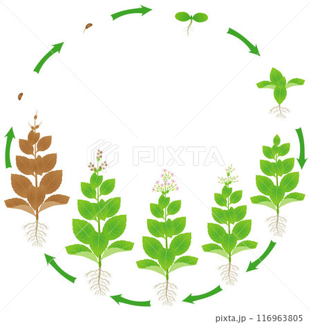 tobacco leaf diagram Comprehensive investigation of leaves during natural early senescence via multi-platform metabolomics analyses Cigar Tobacco Leaf Varieties |