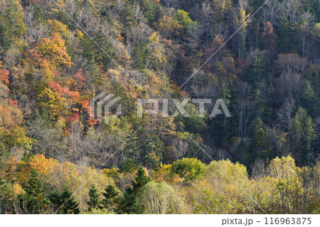 北海道十勝の秋の紅葉 北海道十勝の秋の紅葉 116963875