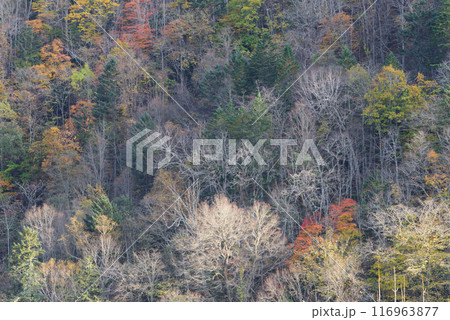北海道十勝の秋の紅葉 116963877