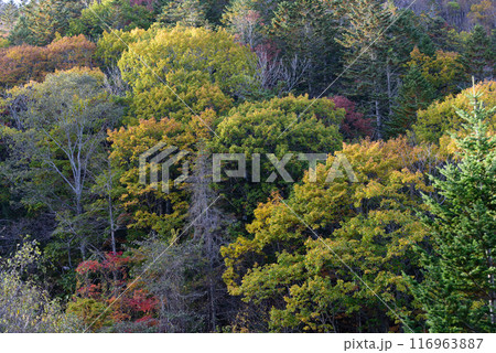 北海道十勝の秋の紅葉 北海道十勝の秋の紅葉 116963887
