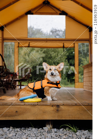 Corgi Dog in Life Jacket Playing with Toy at Glamping Site. Pet-Friendly Vacation, Outdoor Adventure Corgi Dog in Life Jacket Playing with Toy at Glamping Site. Pet-Friendly Vacation, Outdoor Adventure 116963919
