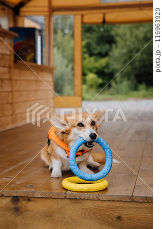 Corgi Dog in Life Jacket Playing with Toy at Glamping Site. Pet-Friendly Vacation, Outdoor Adventure 116963920