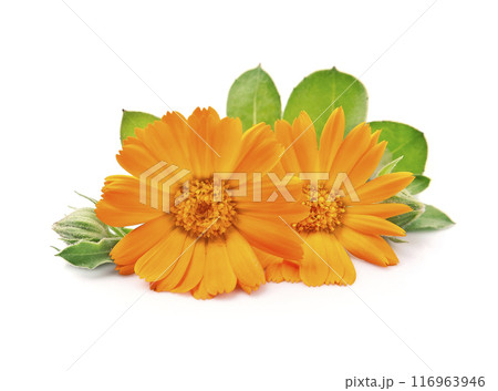 Calendula flower on white backgrounds Calendula flower on white backgrounds 116963946