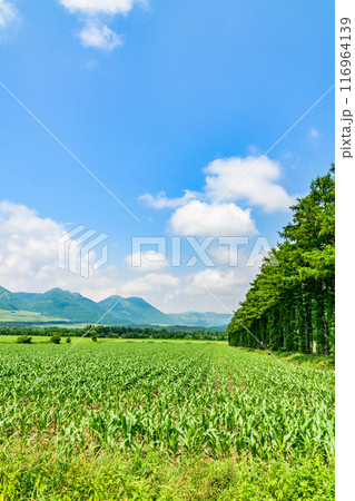 北海道 十勝の広大な農場 北海道 十勝の広大な農場 116964139