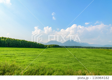 北海道 十勝の広大な農場 116964182