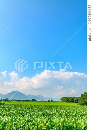 北海道 十勝の広大な農場 116964185