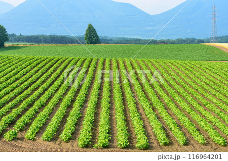 北海道 十勝の広大な農場 北海道 十勝の広大な農場 116964201