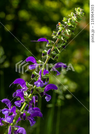 Salvia pratensis, the meadow clary or meadow sage, is a species of flowering plant in the family Lamiaceae, native to Europe, western Asia and northern Africa Salvia pratensis, the meadow clary or meadow sage, is a species of flowering plant in the family Lamiaceae, native to Europe, western Asia and northern Africa 116964303