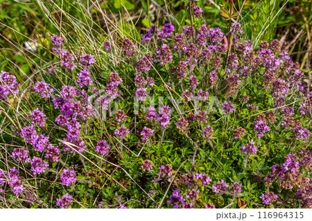 Blossoming fragrant Thymus serpyllum, Breckland wild thyme, creeping thyme, or elfin thyme close-up, macro photo. Beautiful food and medicinal plant in the field in the sunny day Blossoming fragrant Thymus serpyllum, Breckland wild thyme, creeping thyme, or elfin thyme close-up, macro photo. Beautiful food and medicinal plant in the field in the sunny day 116964315