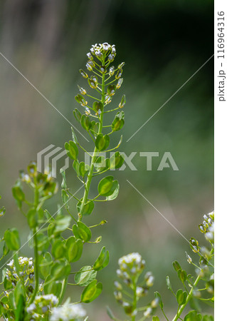 In nature, Thlaspi arvense grows among wild grasses 116964316