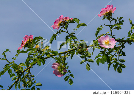 Dog rose, Rosa canina, is an important medicinal plant with pink or white flowers and is used in medicine. It is a wild rose and has red rosehip fruits in the fall 116964322
