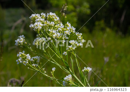 White horseradish fowers close up in organic garden. Blooming horseradish, lat. Armoracia rusticana, a perennial vegetable plant, in spring White horseradish fowers close up in organic garden. Blooming horseradish, lat. Armoracia rusticana, a perennial vegetable plant, in spring 116964323