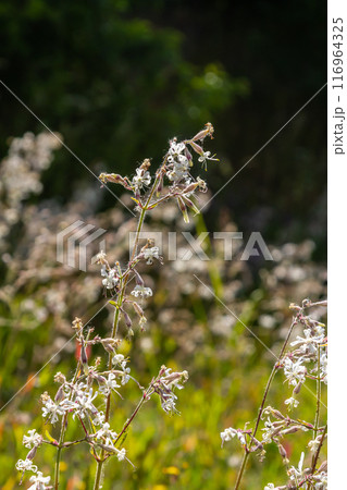 Silene nutans, Nottingham Catchfly, Caryophyllaceae. Wild plant shot in summer Silene nutans, Nottingham Catchfly, Caryophyllaceae. Wild plant shot in summer 116964325