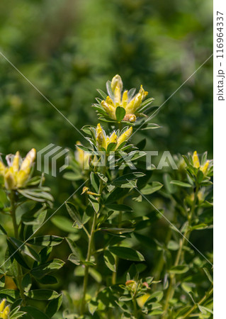 In the spring Chamaecytisus ruthenicus blooms in the wild In the spring Chamaecytisus ruthenicus blooms in the wild 116964337