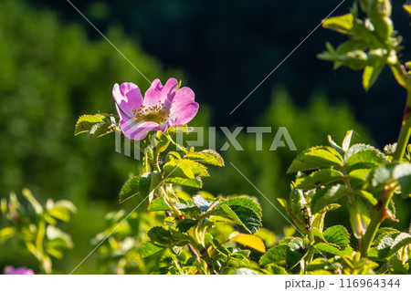Dog rose, Rosa canina, is an important medicinal plant with pink or white flowers and is used in medicine. It is a wild rose and has red rosehip fruits in the fall 116964344