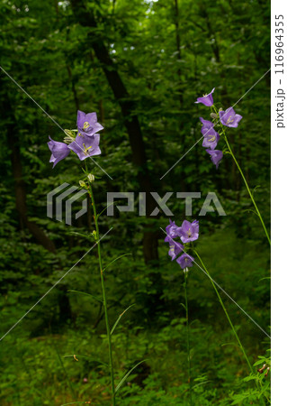 Photo of Campanula latifolia flower, broad-leaved bellflower, urple, botany forest meadow, spring flowering plant forest, nature macro photo Photo of Campanula latifolia flower, broad-leaved bellflower, urple, botany forest meadow, spring flowering plant forest, nature macro photo 116964355