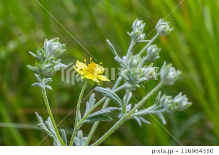 Wild plant Potentilla arenaria on the meadow. Small yellow flower growing on sand soil Wild plant Potentilla arenaria on the meadow. Small yellow flower growing on sand soil 116964380